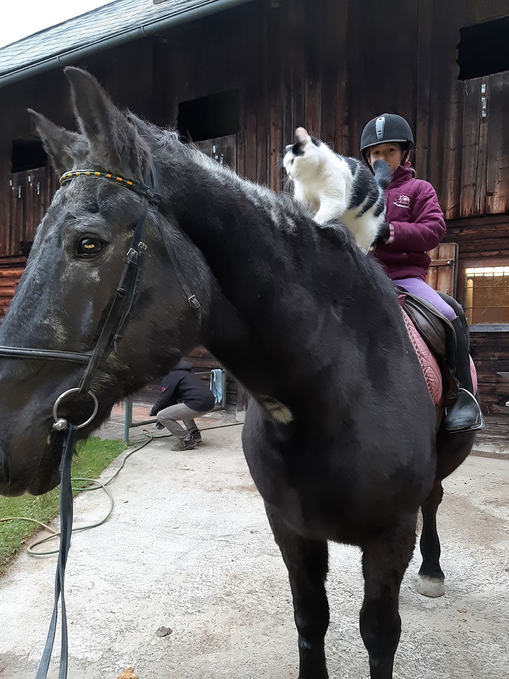 In Erinnerung an Furioso - Pferd & Freund