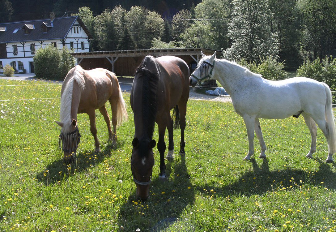 Pferde am Pilsachhof in Kärnten - Reiten in Arriach bei Gerlitzen Nähe Ossiacher See