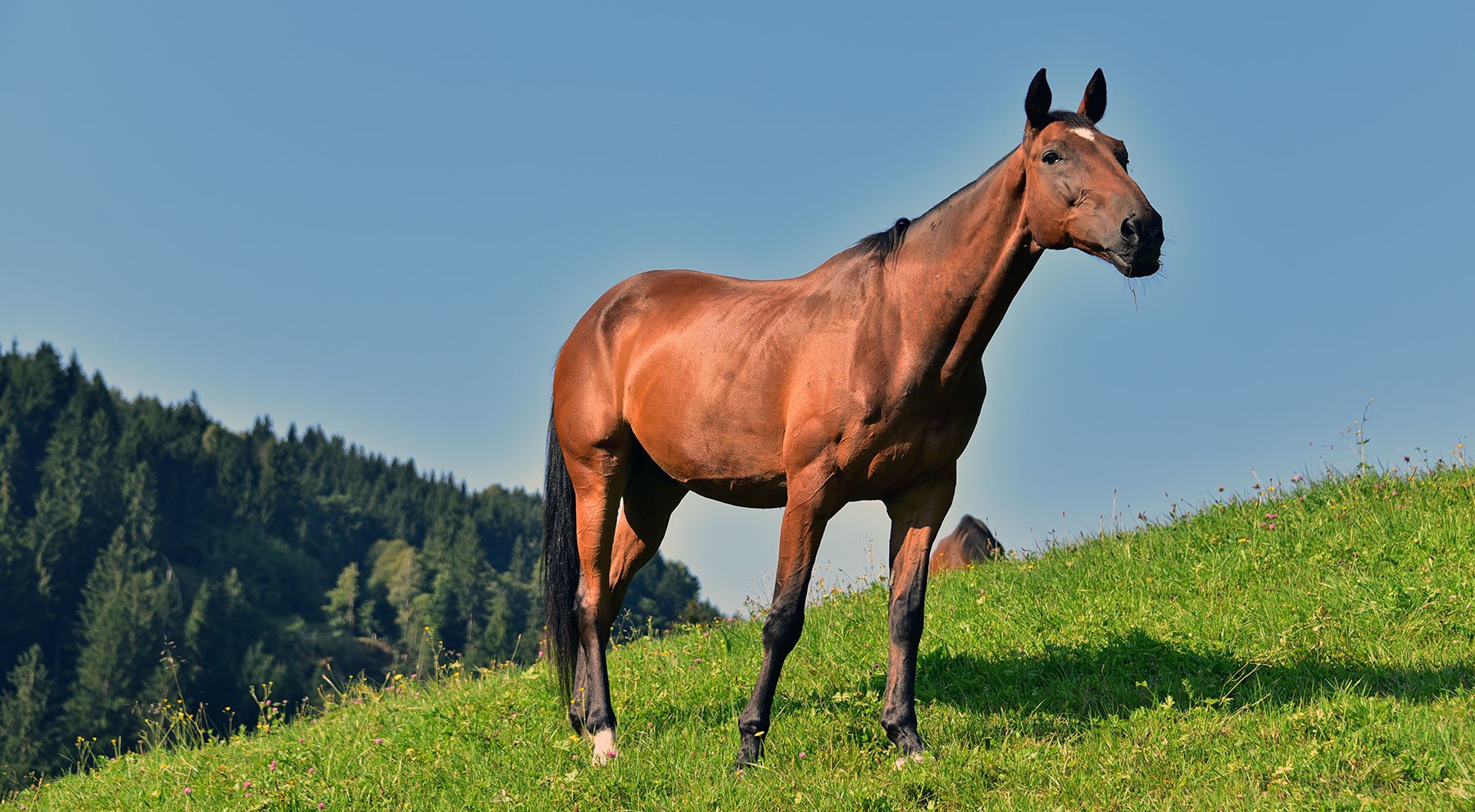 Pferd Chou Chou am Bauernhof