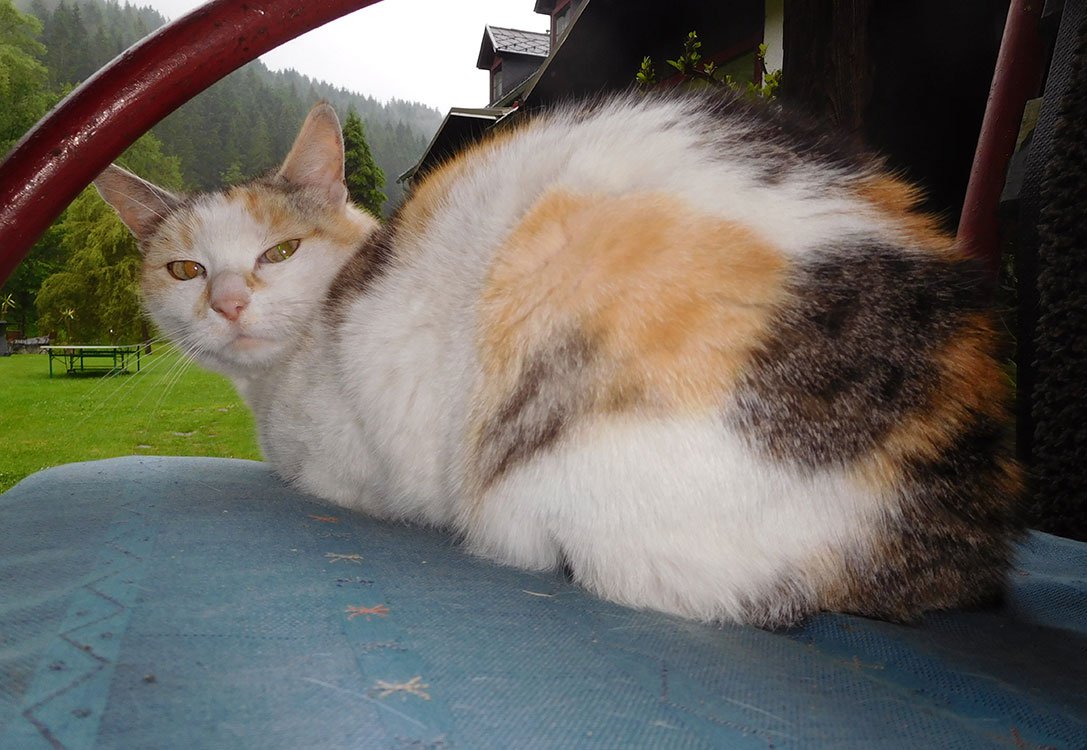 Julchen - Katze am Pilsachhof in Kärnten