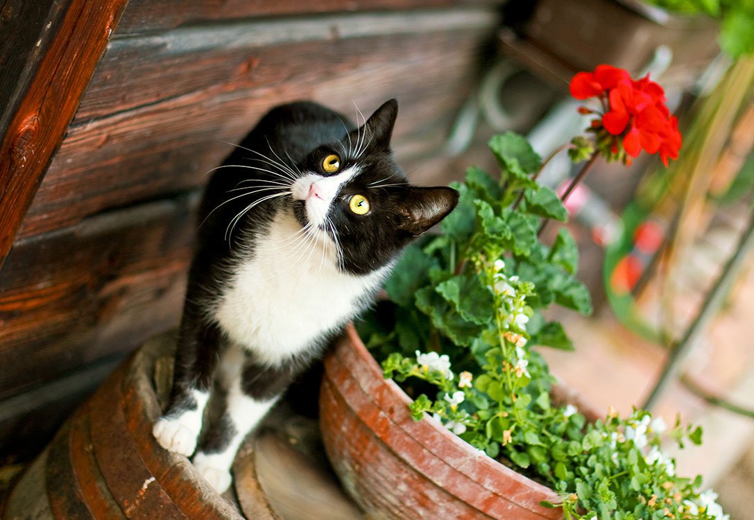 Katze Felix in Hotelpension Nähe Ossiacher See am Pilsachhof in Kärnten