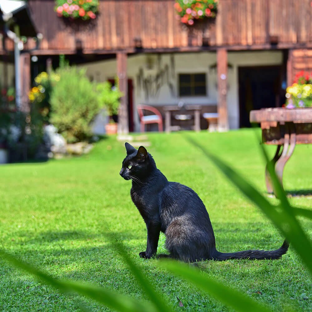 Urlaub am Bauernhof in Kärnten - unsere Tiere - Katze in Hotel-Pension
