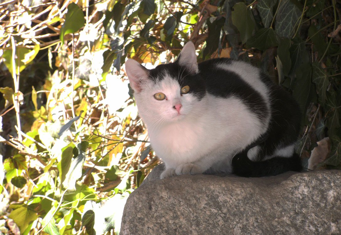 Harlekin Katze auf Bauernhof in Kärnten - Pilsachhof