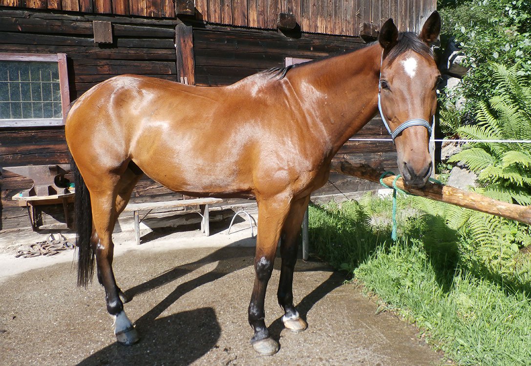 Seelenpferd Chou Chou bei Reiturlaub am Pilsachhof in Kärnten