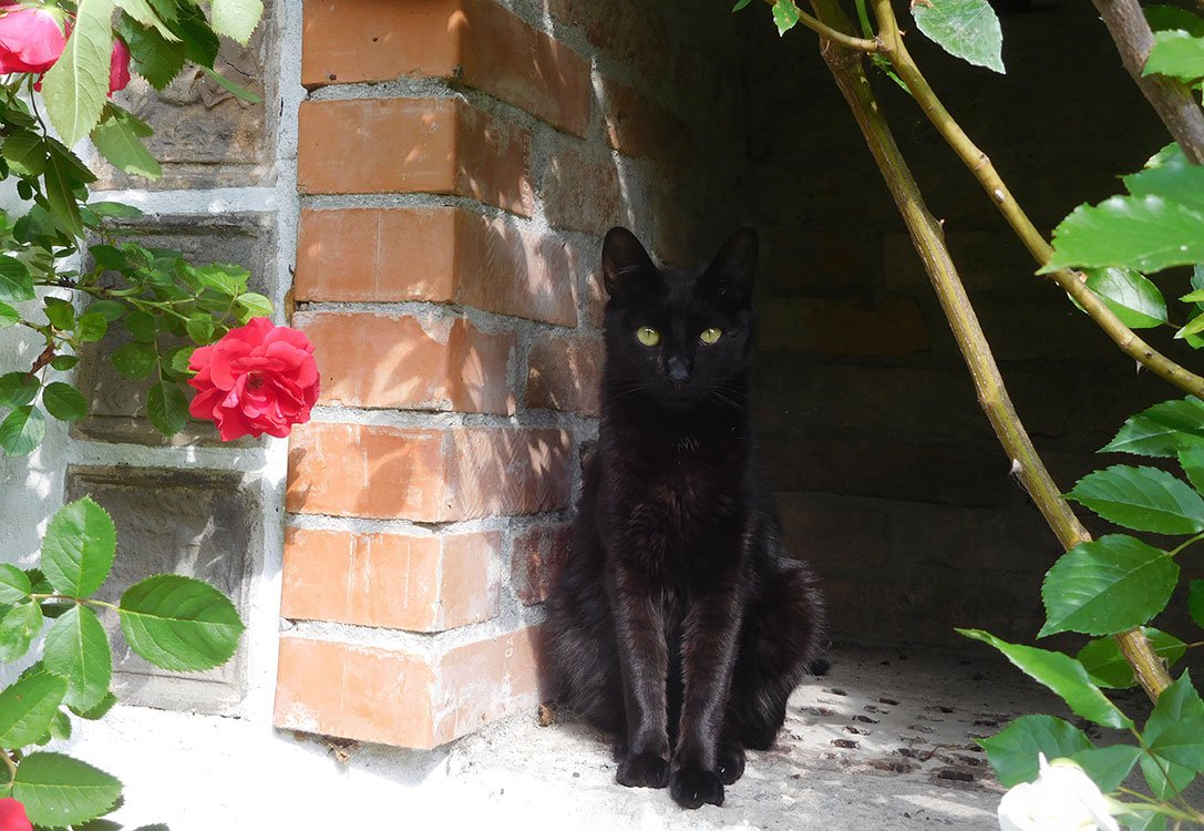 Katze Kiro - eine der Samtpfoten in unserer Pension