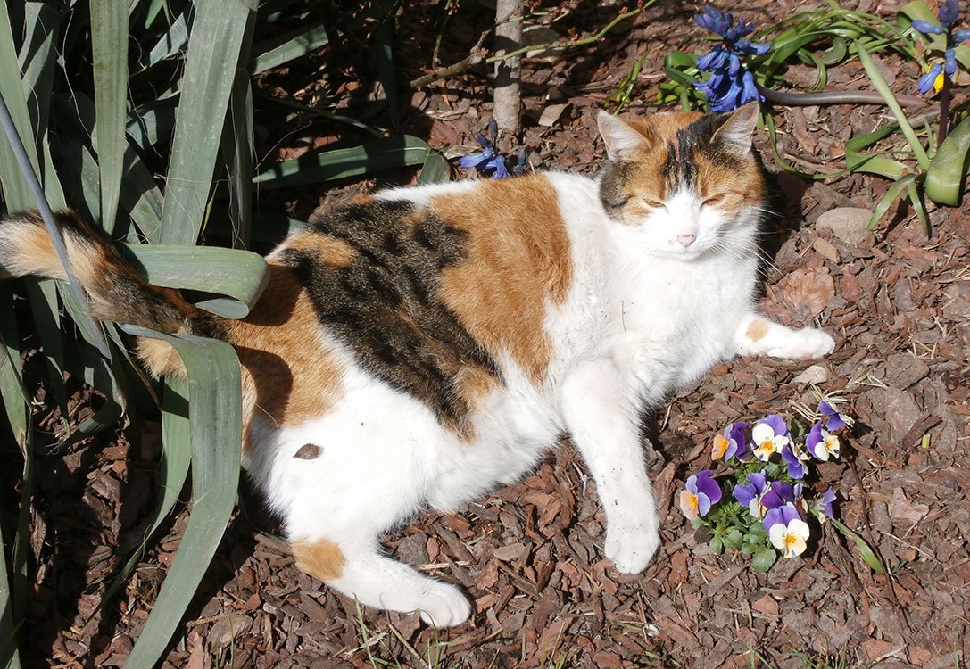 Katze Lilly-Fee in unserer Frühstückspension