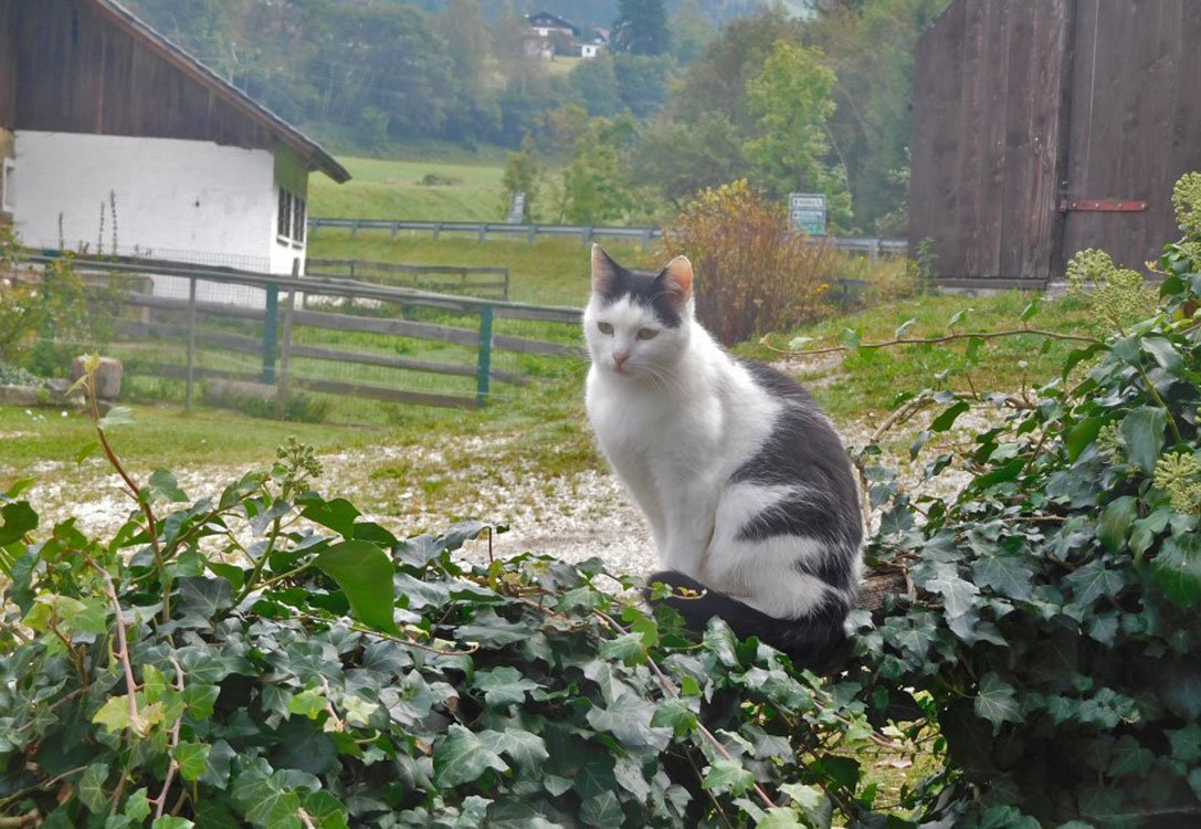 Frühstückspension Pilsachhof - Katze Moritz