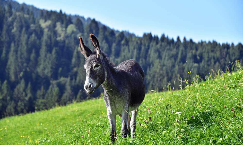 Urlaub am Bauernhof in Kärnten - Esel vom Pilsachhof Arriach Gerlitzen in Kärnten, Österreich
