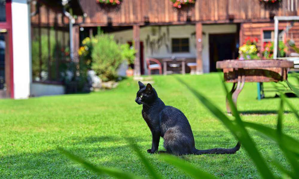 Tiere am Bauernhof - Katze von Hotelpension Pilsachhof in Arriach-Gerlitzen Region Villach