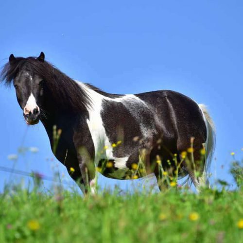 Pferd bei Reiturlaub in Kärnten - Pension Nähe Ossiacher See Gerlitzen