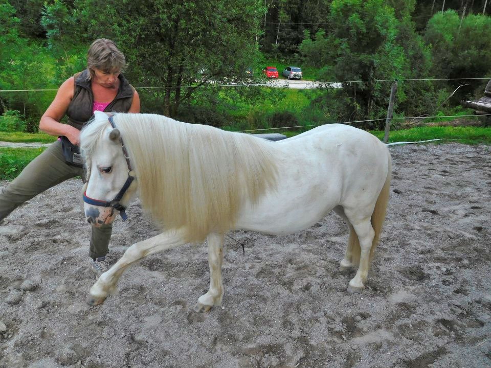 Urlaub mit Ponys am Bauernhof in Kärnten