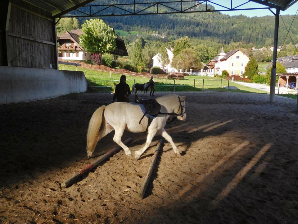 Urlaub am Bauernhof - unsere Ponys