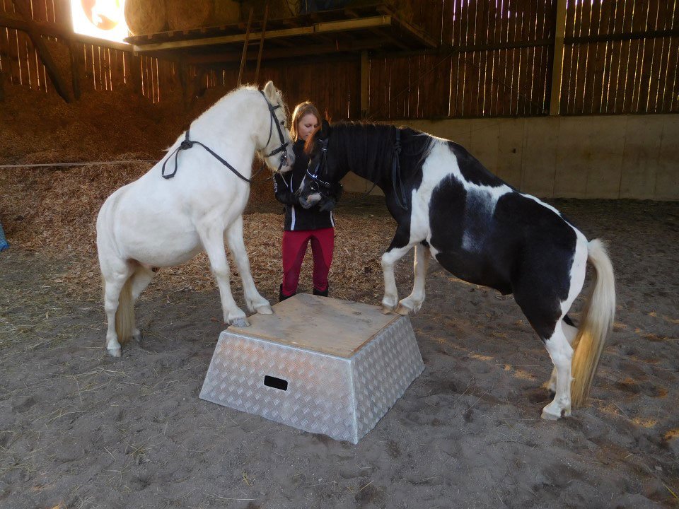 Bauernhofurlaub mit Ponys im Stall - Pilsachhof Nähe Ossiacher See in Kärnten