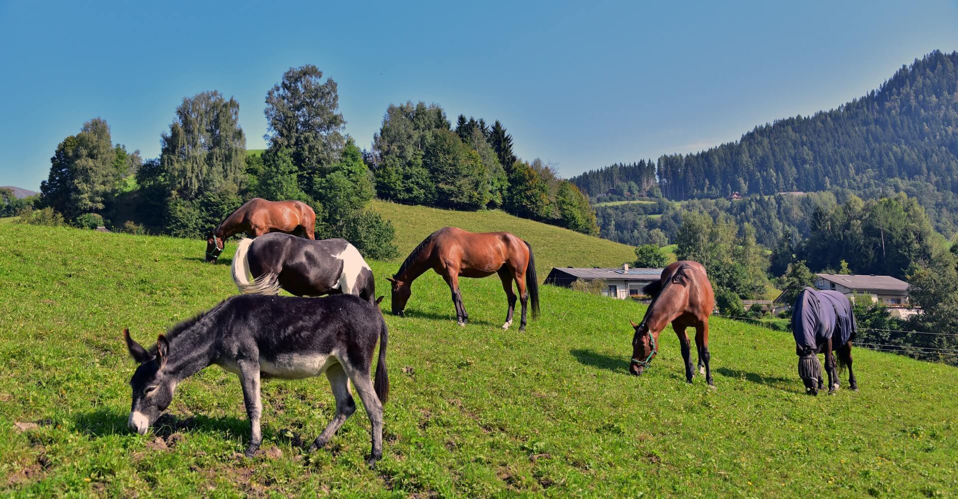 Pferde bei Reitferien in Pension Pilsachhof in Kärnten bei Arriach - Gerlitzen Alpe, Nähe Villach am Ossiacher See