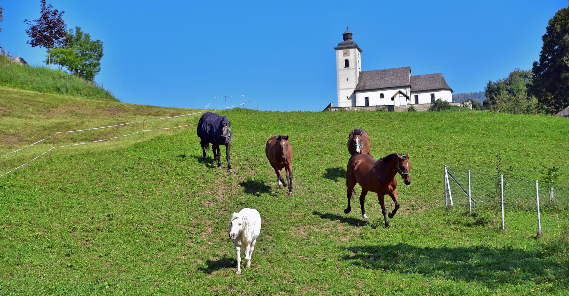 Pferde in Arriach - Reiturlaub in Kärnten am Pilsachhof