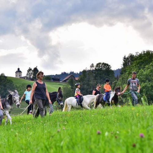 Reiturlaub in Kärnten - Pferde auf Wiese in Arriach