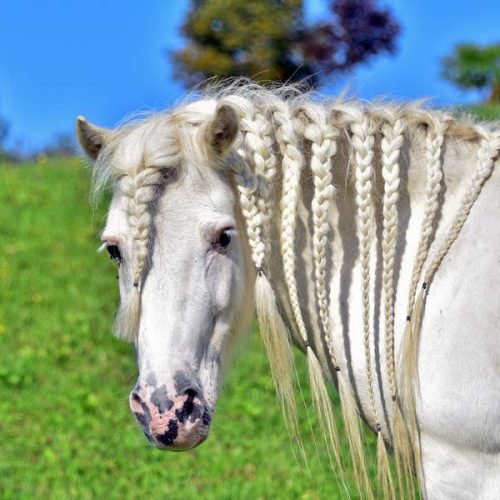 Pferd bei Reiturlaub in Kärnten Pension Gerlitzen Arriach Pilsachhof