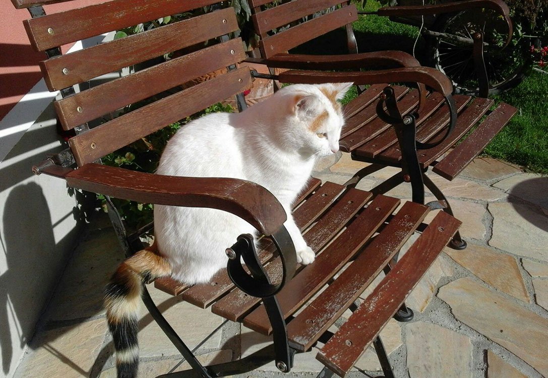 Schneeflocke - Tiere am Pilsachhof, Katze