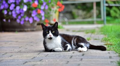 Urlaub am Bauernhof - unsere Katzen in Arriach Nähe Ossiacher See