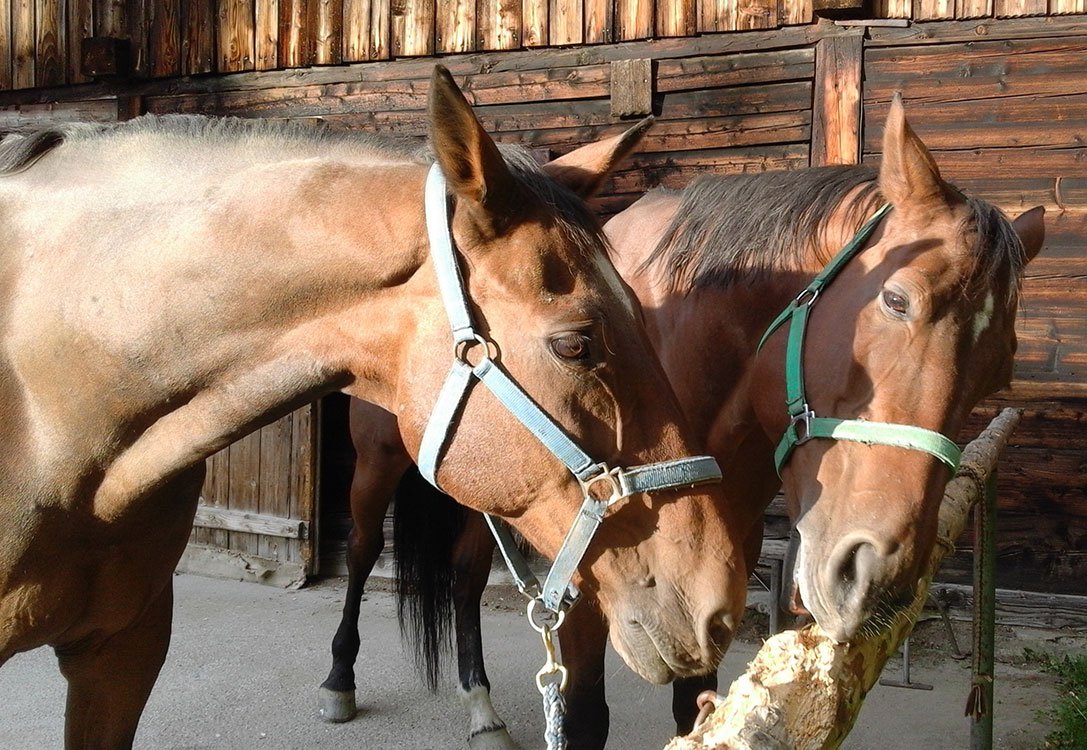 Zwillinge - Pferde am Pilsachhof - Ferien in Kärnten